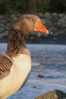 IMG_7287_1.jpg