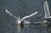 IMG_7432_1.jpg