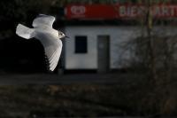 IMG_7477_1.jpg