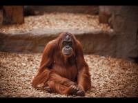 Dateiname=ape.jpg
Dateigröße=365KB
Abmessungen: 1200x897
hinzugefügt am: 14. April 2012 ape.jpg