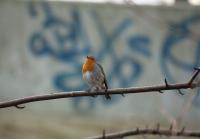 Dateiname=bird2.jpg
Dateigröße=431KB
Abmessungen: 1150x803
hinzugefügt am: 11. Februar 2012 bird2.jpg