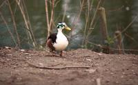 Dateiname=duck.jpg
DateigröĂe=437KB
Abmessungen: 1200x744
hinzugefĂŒgt am: 18. MĂ€rz 2012 duck.jpg