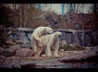 Dateiname=iceready.jpg
Dateigröße=487KB
Abmessungen: 1280x950
hinzugefügt am: 14. April 2012 iceready.jpg