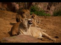 Dateiname=lions.jpg
Dateigröße=356KB
Abmessungen: 1280x950
hinzugefügt am: 14. April 2012 lions.jpg
