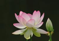 Dateiname=20100814_04Lotus_761.JPG
DateigröĂe=189KB
Abmessungen: 1280x888
hinzugefĂŒgt am: 27. Februar 2012 20100814_04Lotus_761.JPG