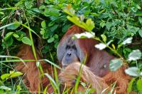 Dateiname=20110612_5220110612_39Orang_Utan_865_01.JPG
DateigröĂe=488KB
Abmessungen: 1100x731
hinzugefĂŒgt am: 07. MĂ€rz 2012 20110612_5220110612_39Orang_Utan_865_01.JPG
