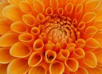20110904_451Dahlie1280.JPG