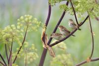 20130703_17Teichrohrsanger01.JPG