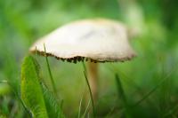 pilz.jpg