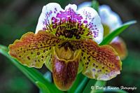 Dateiname=Cypripedium_Frauenschuh_WEB.jpg
Dateigröße=277KB
Abmessungen: 1200x800
hinzugefügt am: 27. April 2013 Cypripedium_Frauenschuh_WEB.jpg