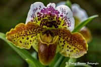 Dateiname=Cypripedium_Frauenschuh_WEB~0.jpg
Dateigröße=235KB
Abmessungen: 1200x800
hinzugefügt am: 28. April 2013 Cypripedium_Frauenschuh_WEB~0.jpg