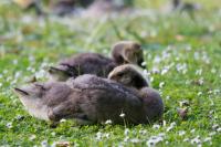 DKF_Fredenbaum_2013_06_11_WEB_oWZ-1.jpg
