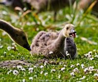 DKF_Ganse_Fredenbaum_2013_06_11_WEB--3.jpg