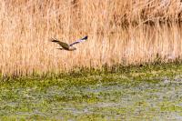 DK_Ahsewiesen_WEB-20140417-7359.jpg