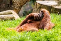 DK_DO_Zoo_WEB-20140412-7238.jpg