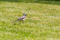 DK_Voegel_KH_WEB-20140607-6513.jpg