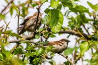 Dateiname=DK_Vogel_WEB-20140501-8522.jpg
Dateigröße=280KB
Abmessungen: 1200x800
hinzugefügt am: 01. Mai 2014 DK_Vogel_WEB-20140501-8522.jpg