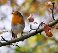 Dateiname=Robin_Wood_crop.jpg
Dateigröße=240KB
Abmessungen: 900x822
hinzugefügt am: 26. Oktober 2012 Robin_Wood_crop.jpg