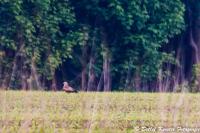 Rotmilan_Kurl_16-05-2013_WEB_crop-5691.jpg