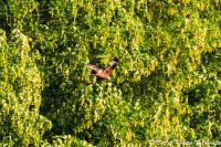 Rotmilan_Kurl_16-05-2013_WEB_crop-5786.jpg