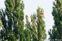 Rotmilan_Kurl_16-05-2013_WEB_crop-5811.jpg