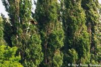 Rotmilan_Kurl_16-05-2013_WEB_crop-5839.jpg