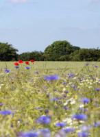 Dateiname=Sommerfeld_crop.jpg
Dateigröße=403KB
Abmessungen: 877x1200
hinzugefügt am: 04. September 2012 Sommerfeld_crop.jpg