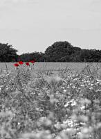 Dateiname=Sommerfeld_crop_sw.jpg
Dateigröße=359KB
Abmessungen: 877x1200
hinzugefügt am: 04. September 2012 Sommerfeld_crop_sw.jpg