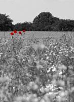 Dateiname=Sommerfeld_crop_sw~0.jpg
Dateigröße=390KB
Abmessungen: 877x1200
hinzugefügt am: 04. September 2012 Sommerfeld_crop_sw~0.jpg