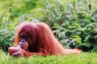 Dateiname=orangutan_1_passig_gemacht.jpg
Dateigröße=492KB
Abmessungen: 1000x668
hinzugefügt am: 01. Februar 2013 orangutan_1_passig_gemacht.jpg