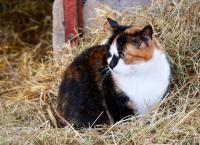 comp_DSC_0039bea.jpg