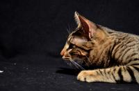 comp_DSC_0086bea.jpg