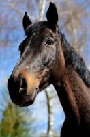 comp_DSC_0103bea~0.jpg