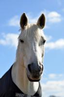 comp_DSC_0144bea.jpg
