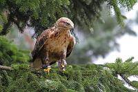 Adlerbussard.jpg