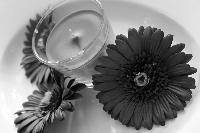 Bild-011.gif
