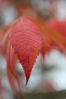 rotes-blatt.gif
