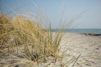 Dateiname=Ostsee_Gras_1280_550.JPG
Dateigröße=435KB
Abmessungen: 1280x853
hinzugefügt am: 01. November 2014 Ostsee_Gras_1280_550.JPG