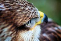 DSC_2155fff.jpg